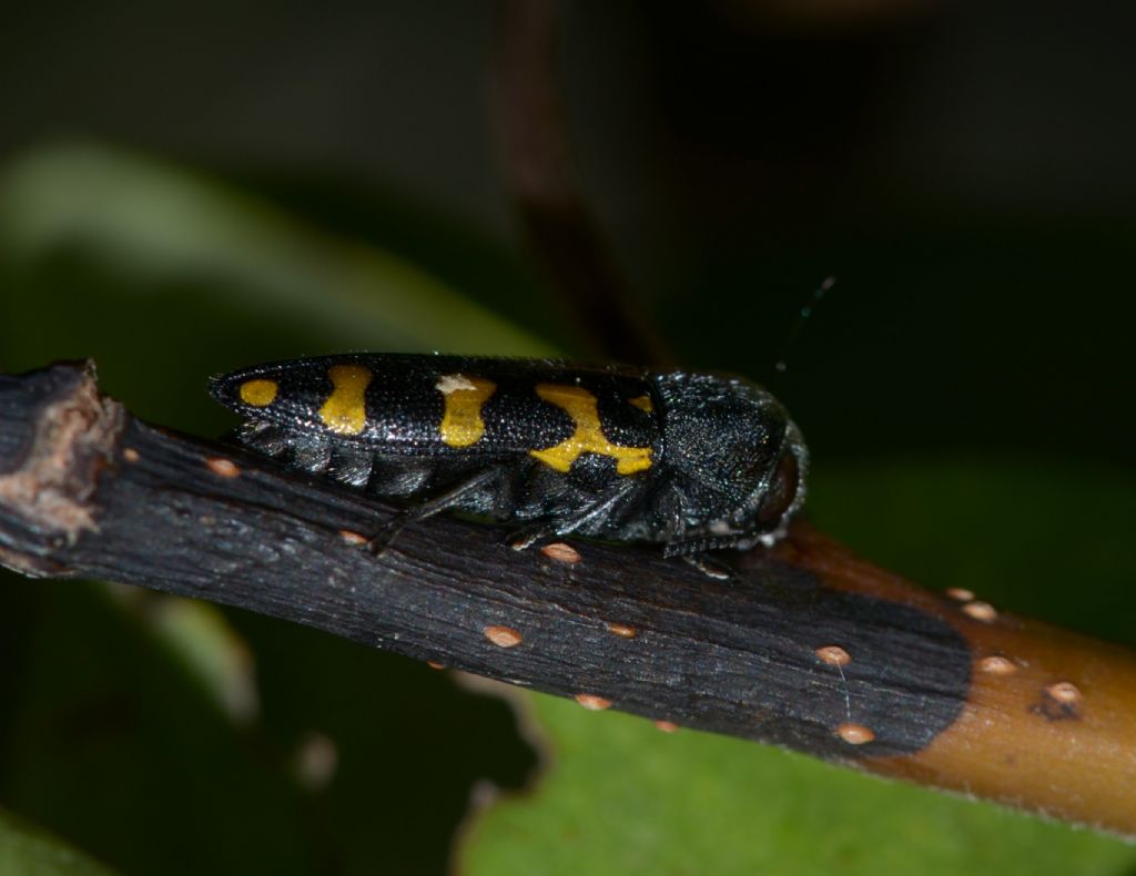 Buprestidae forse Ptosima ?  S,  Ptosima undecimmaculata